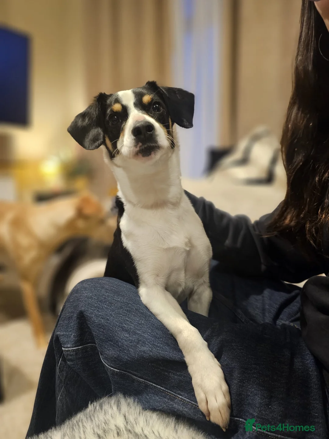 Mixed Breed dogs for adoption: Little Inka is ready for her forever family! - Advert 2