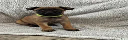 Mixed Breed dogs for sale: Dutch Herder X F1 Bull Herder puppies - Advert 12