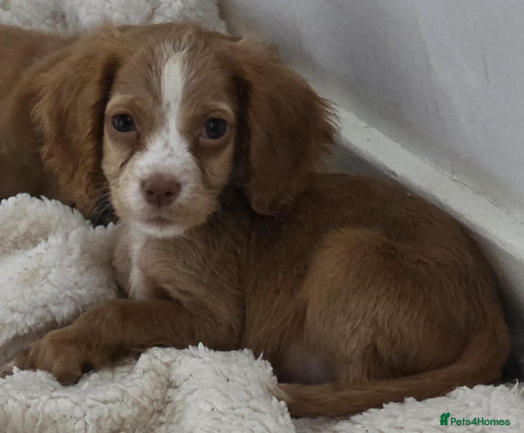 Cocker Spaniel dogs for sale: 5 month Old Cocker Spaniel Bitch - Advert 4