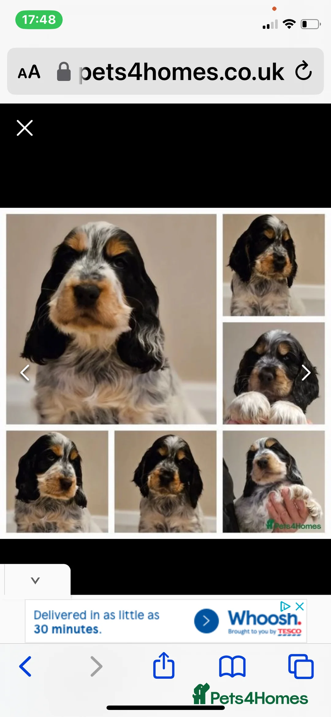 Cocker Spaniel dogs for stud: KC REG SHOW COCKER SPANIEL STUD in Gosport - Advert 8