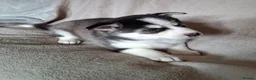 Pomsky dogs for sale: Stunning Pomsky Puppies  - Advert 13