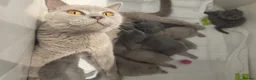 British Shorthair cats for sale: Lovely kittens looking for new home - Advert 5