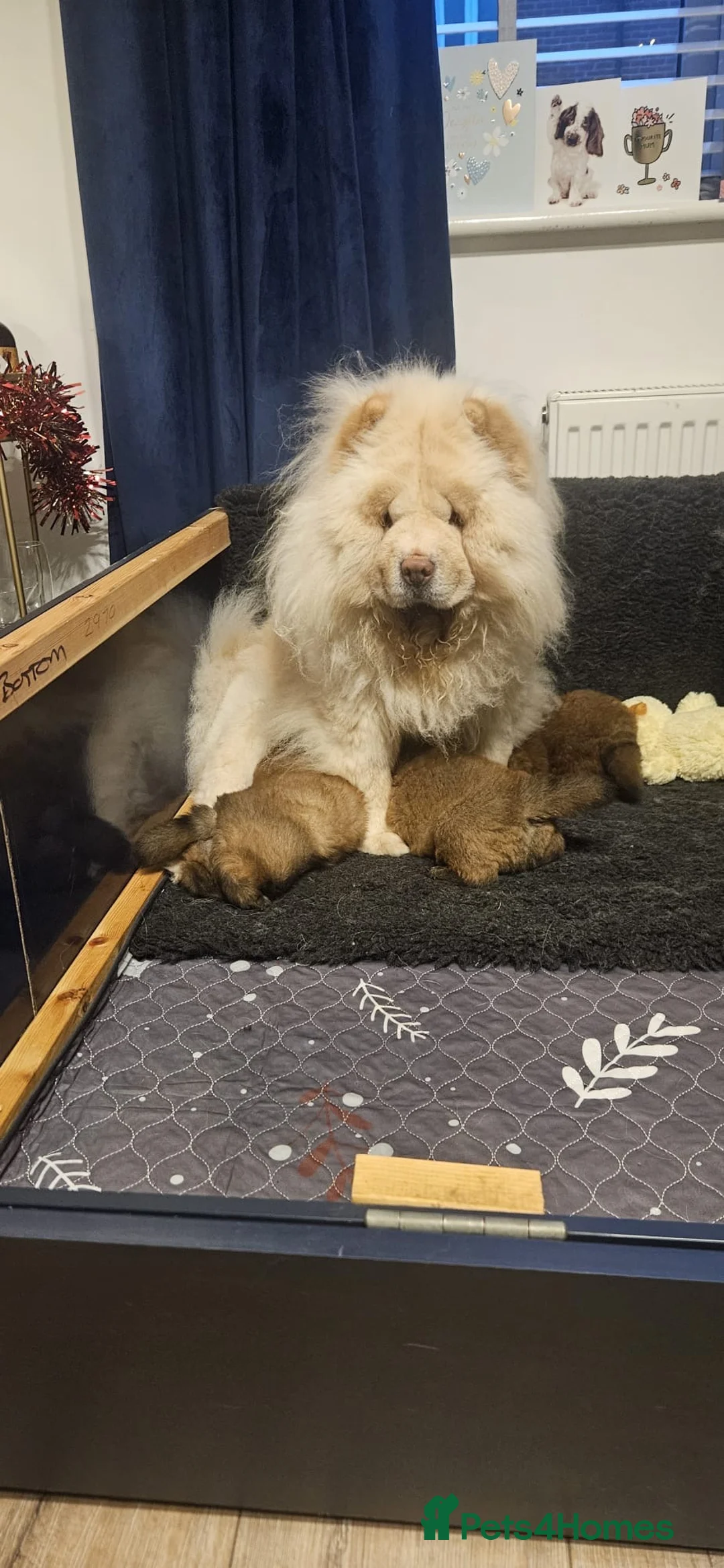 Chow Chow dogs for sale: Need to rehome a 4.5 month old red chow chow boy - Advert 2