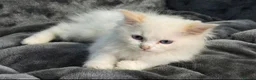 Ragdoll cats for sale: Amazing Ragdoll Babies  in Hartlepool - Advert 8