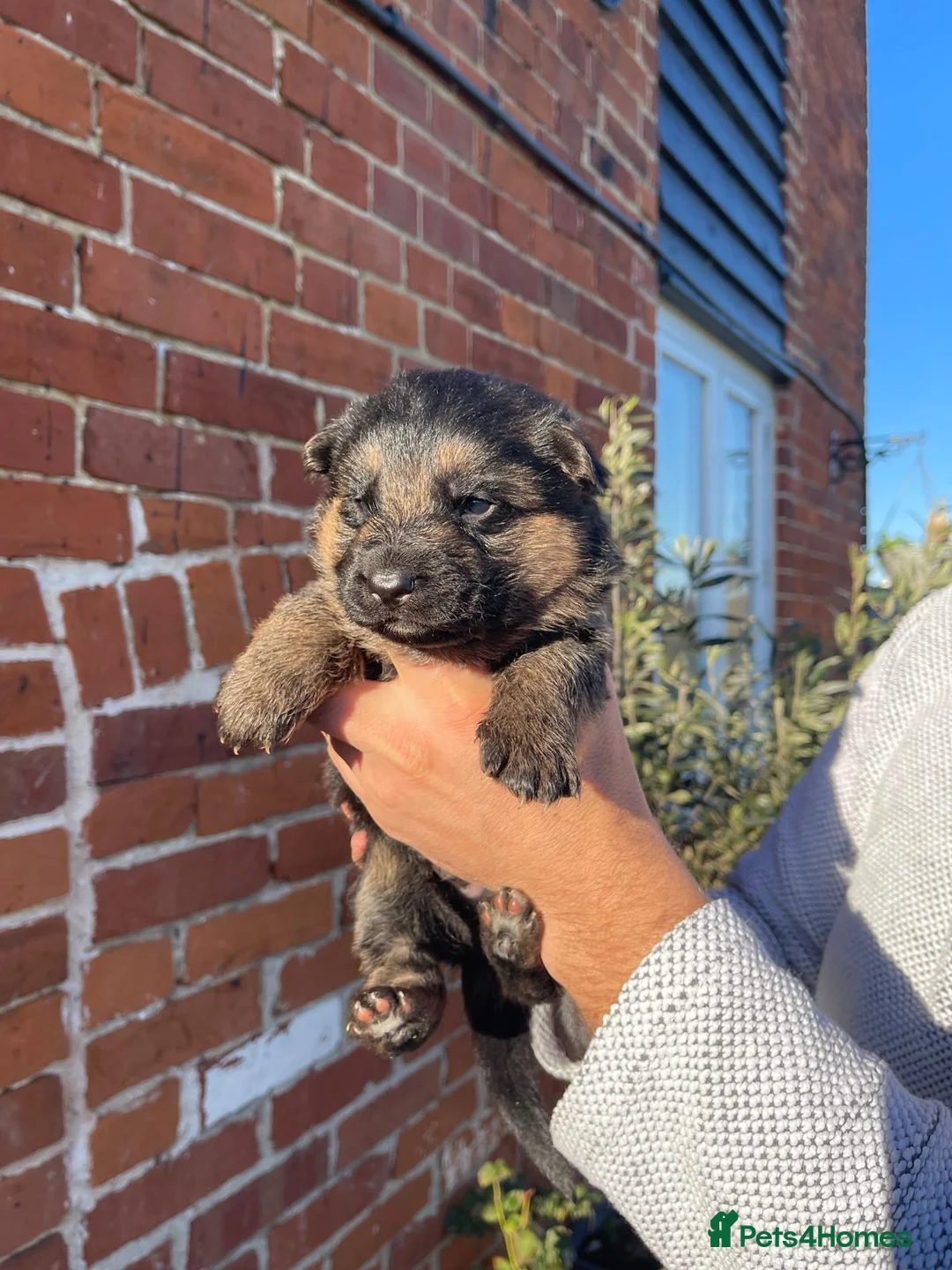 German Shepherd dogs for sale: Last Male GSD Puppy – Enzo vom Ezenthal - Advert 6