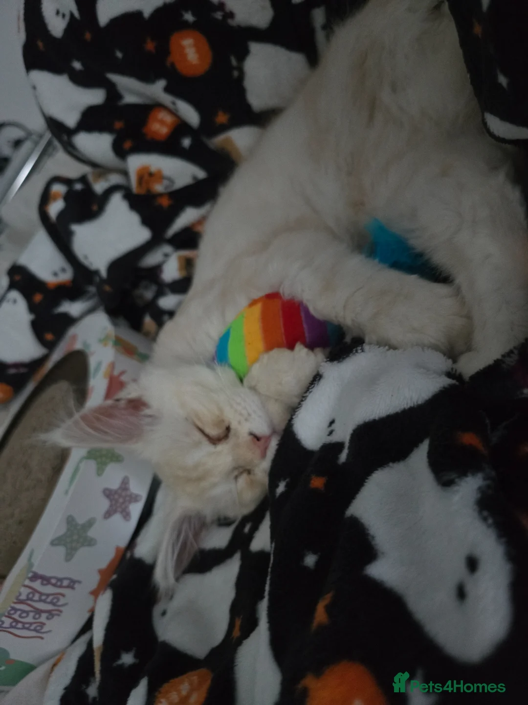 Maine Coon cats for sale: Maine coon urgent rehome - Advert 1