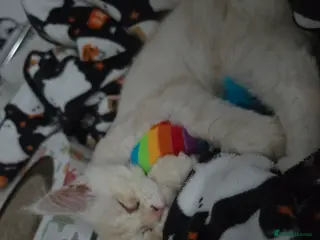 Maine Coon cats Maine coon urgent rehome - Advert 2