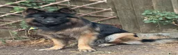 German Shepherd dogs for stud: Longhair German Shepparf for stud in Baldock - Advert 1