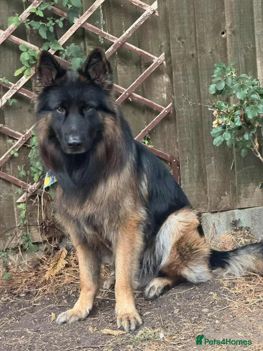 German Shepherd dogs for stud: Longhair German Shepparf for stud in Baldock - Advert 1