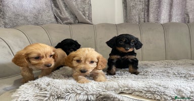 Cockapoo dogs - Advert 1