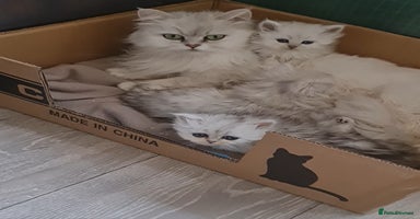 Persian cats - Advert 1
