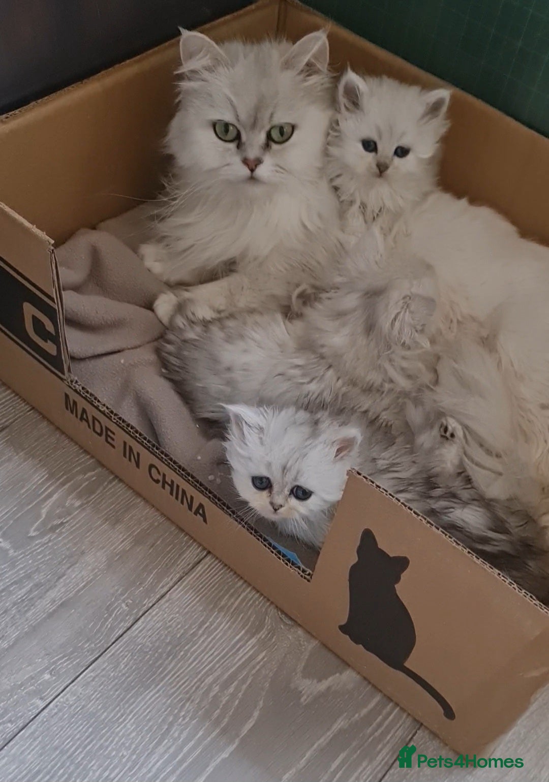 Persian cats for sale: 2 girls left!Ready now! Persian Chinchilla kittens - Image 8