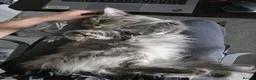Maine Coon cats for sale: Cleo - Maine Coon - Looking for a loving home. - Advert 3
