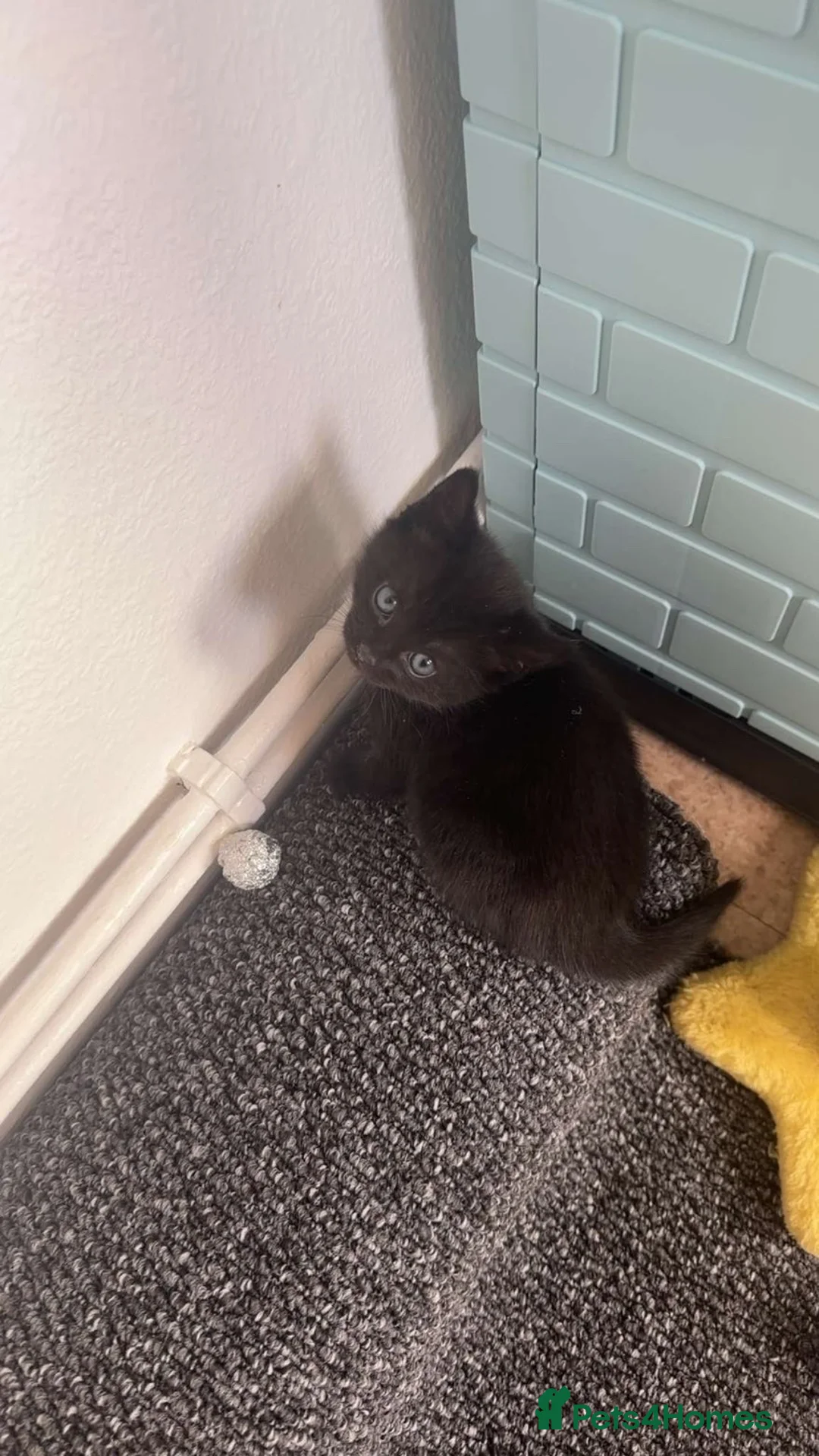Bombay cats for sale: bombay kitten in Nottingham - Advert 6