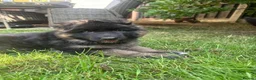 German Shepherd dogs for sale: Stunning GSD working line puppies  - Advert 3