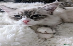 Siberian cats for sale: Loving young adult, Siberian Neva Masquerade  - Image 4