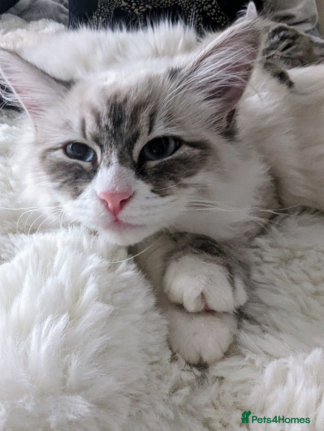 Siberian cats for sale: Loving young adult, Siberian Neva Masquerade  - Image 4