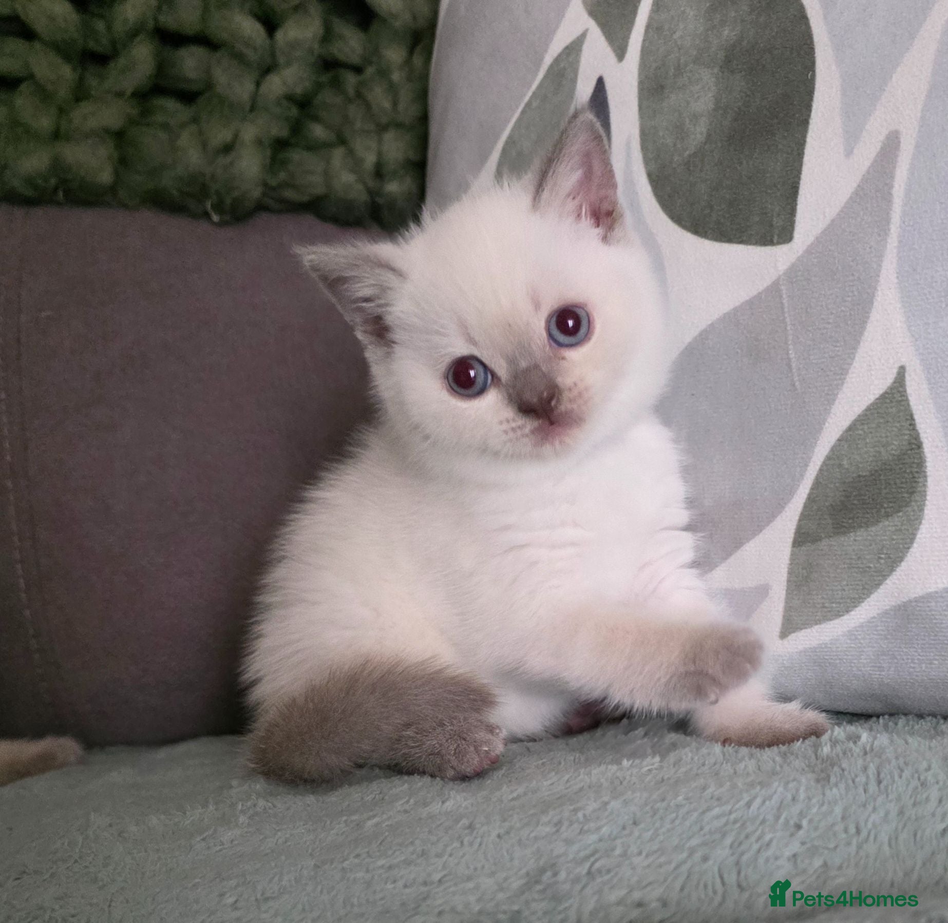 British Shorthair cats Stunning BSH Blue Eyed Kittens - Advert 2