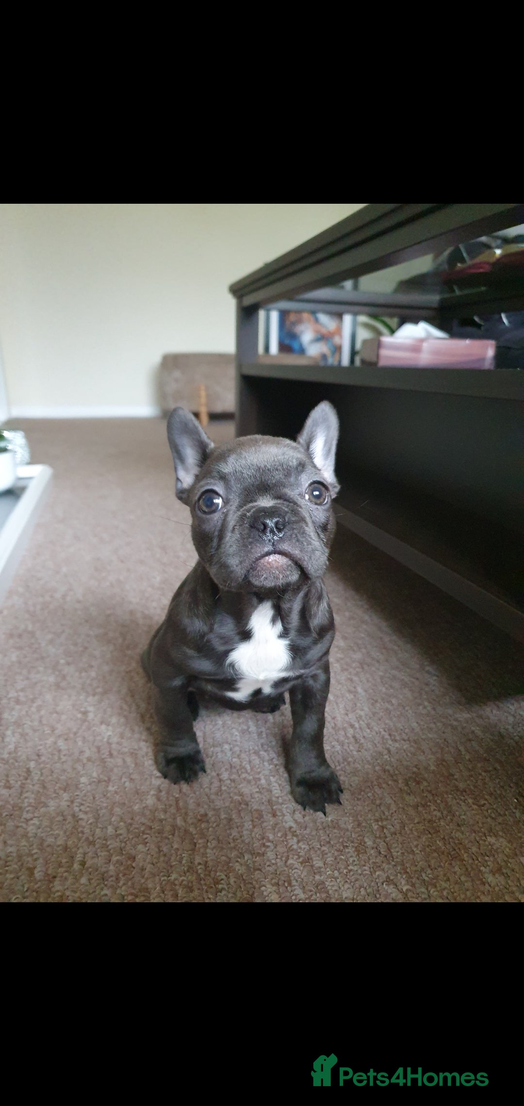 French Bulldog dogs French bulldog puppy  - Advert 1