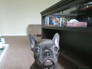 French Bulldog dogs French bulldog puppy - Advert 1