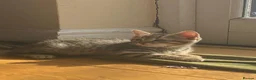 Mixed Breed cats for sale: 8 beautiful kittens available now - Advert 11
