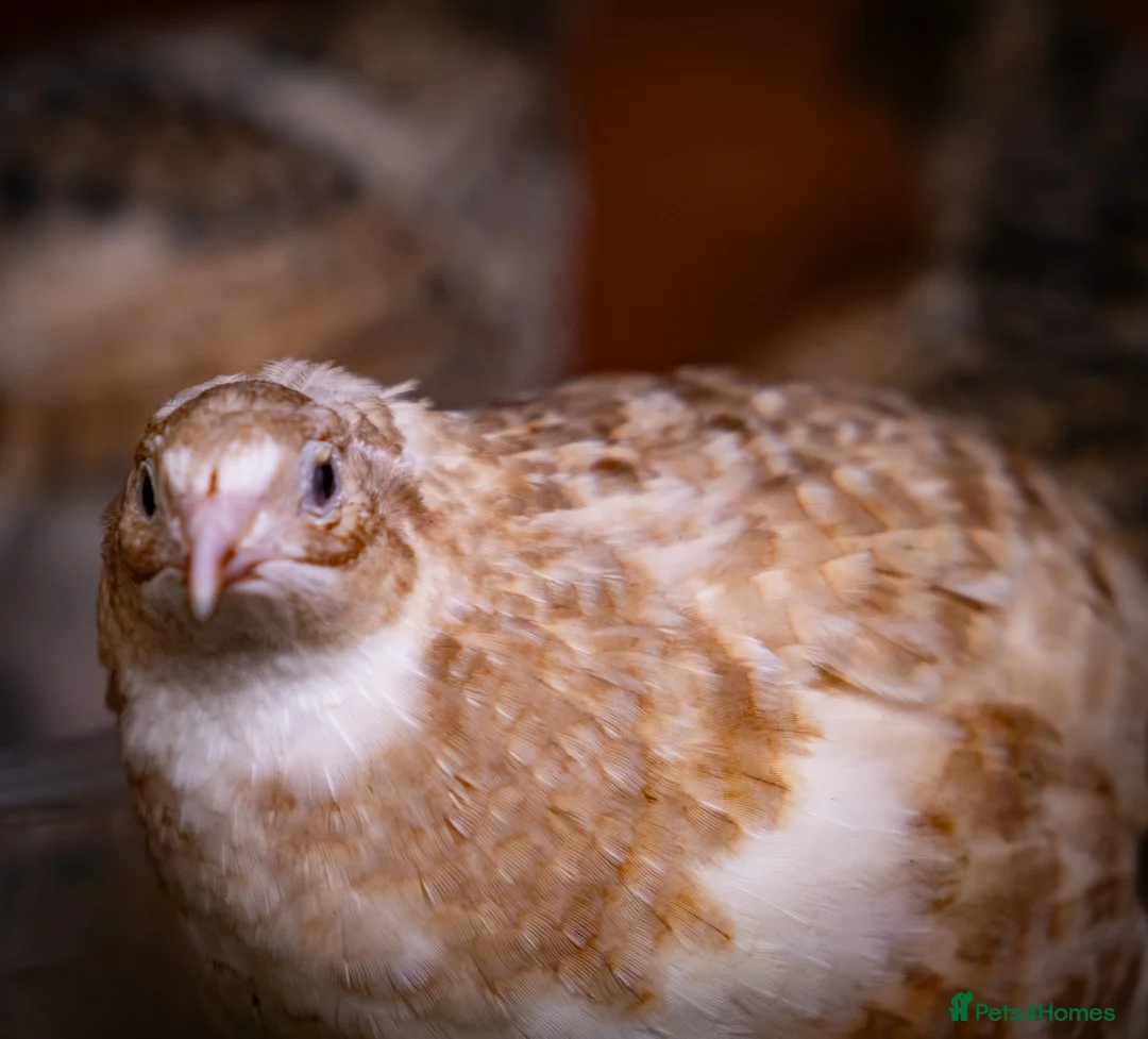 Quail poultry for sale: Coturnix Quail Mixed Colour Hatching Eggs in Camberley - Advert 6
