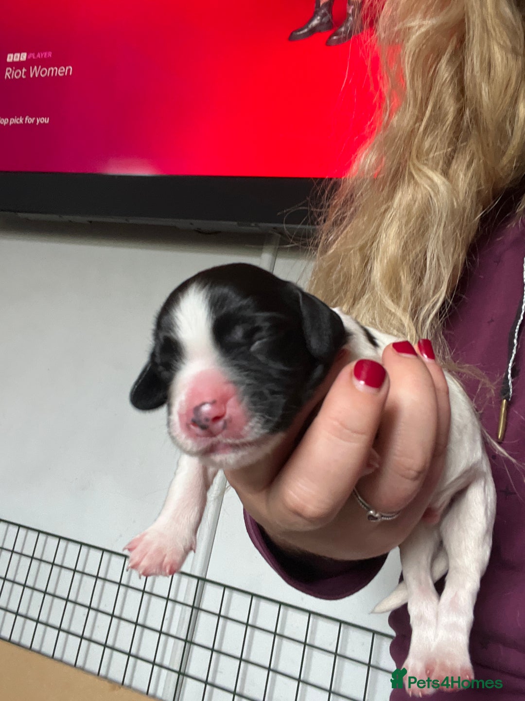 English Springer Spaniel dogs for sale: 6 gorgeous KC reg ESS puppies  - Image 17