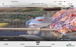 Parrots birds for sale: Available BIRDS/PARAKEETS/PARROTS  - Image 9