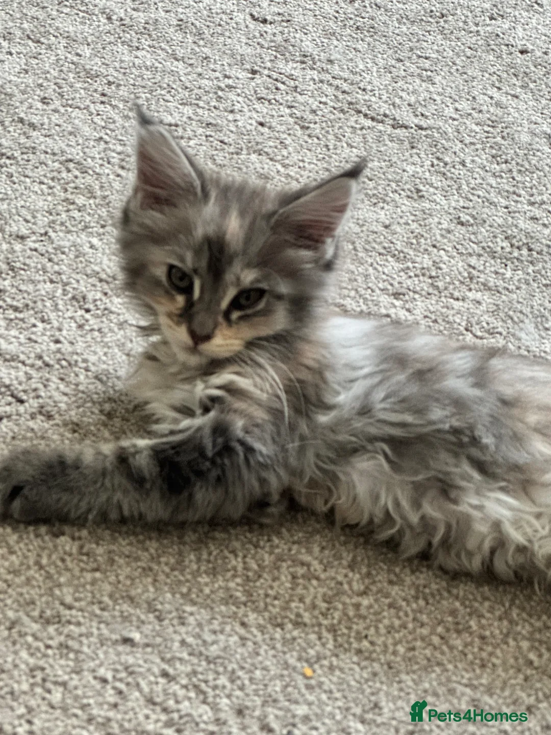 Maine Coon cats for sale: Female Mainecoon  - Advert 2