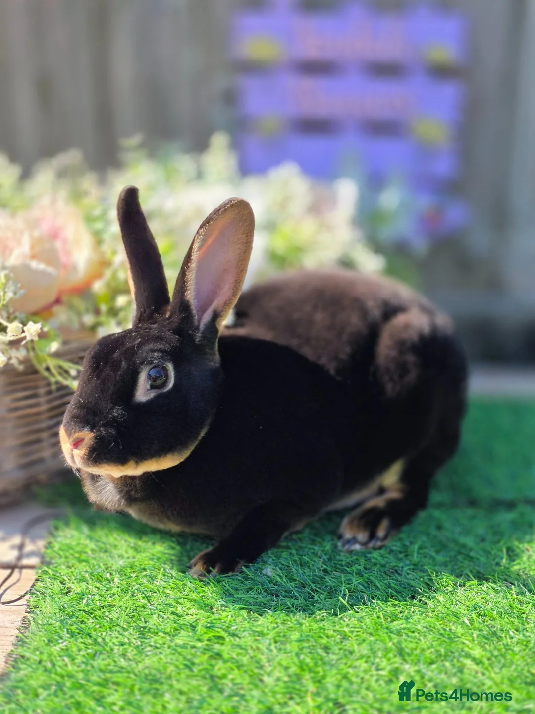 Rex rabbits for sale: Black Tan Mini Rex Doe Available  - Advert 1
