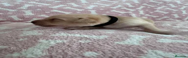 Labrador Retriever 8
