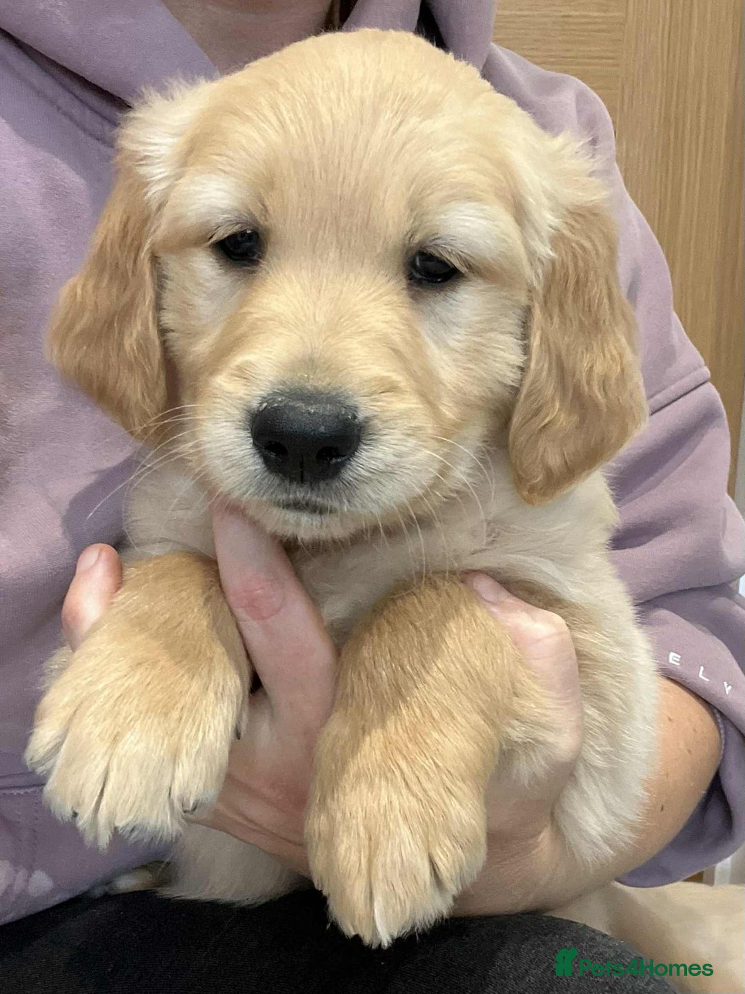 Golden Retriever dogs for sale: Beautiful Chunky KC Golden Retriever Puppies - Image 11