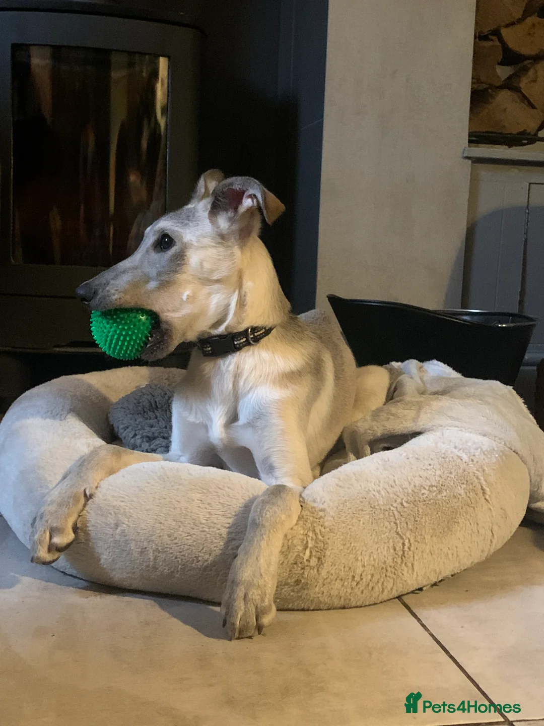 Mixed Breed dogs for sale: Deerhound/Greyhound X Shepherd in Todmorden - Advert 6