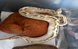 Python Snake reptiles for sale: Royal pythons for sale  - Image 8