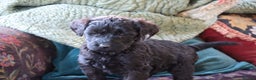 Labradoodle dogs for sale: Licenced Breeder priced to sell - Advert 16