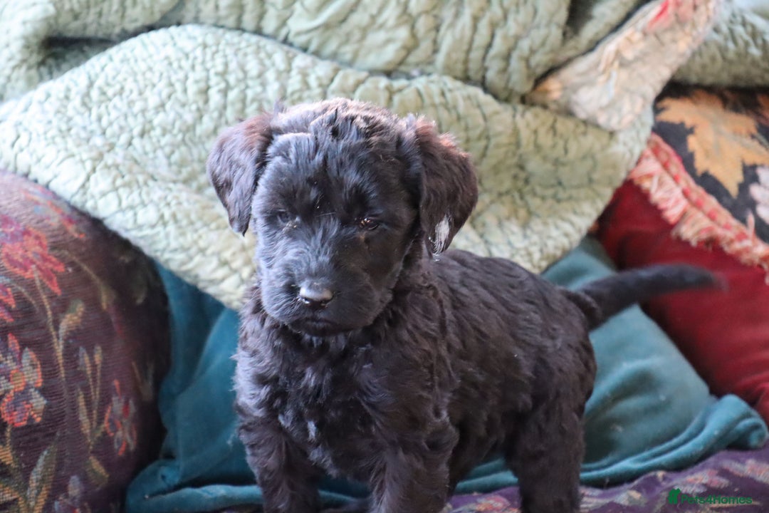 Labradoodle dogs for sale: Lovely Labradoodle Puppies Licenced Breeder - Image 15