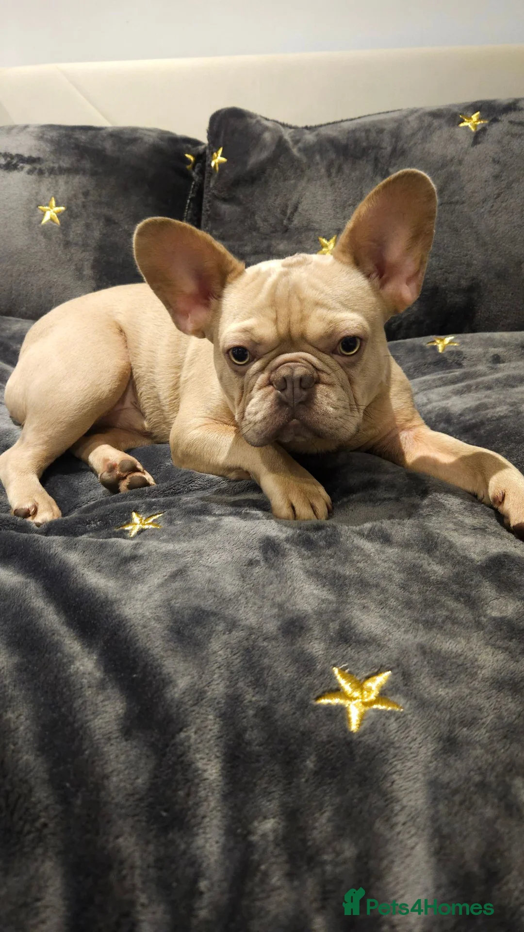 French Bulldog dogs for sale: French Bulldog  - Advert 1