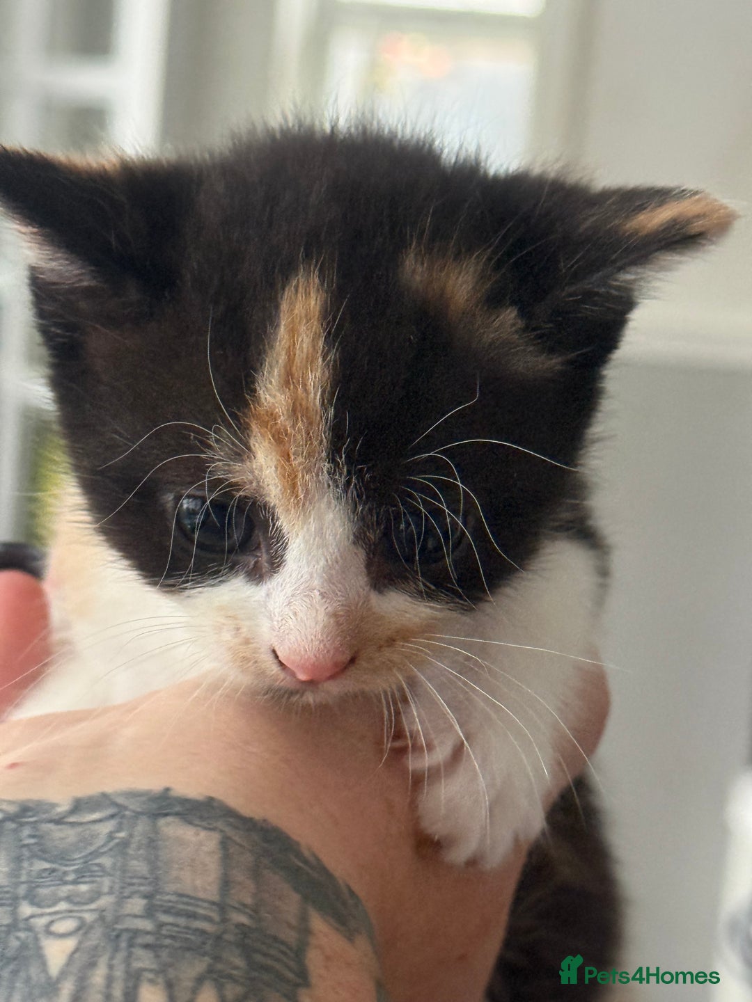 Mixed Breed cats for sale: 5 female kittens for sale  - Image 5