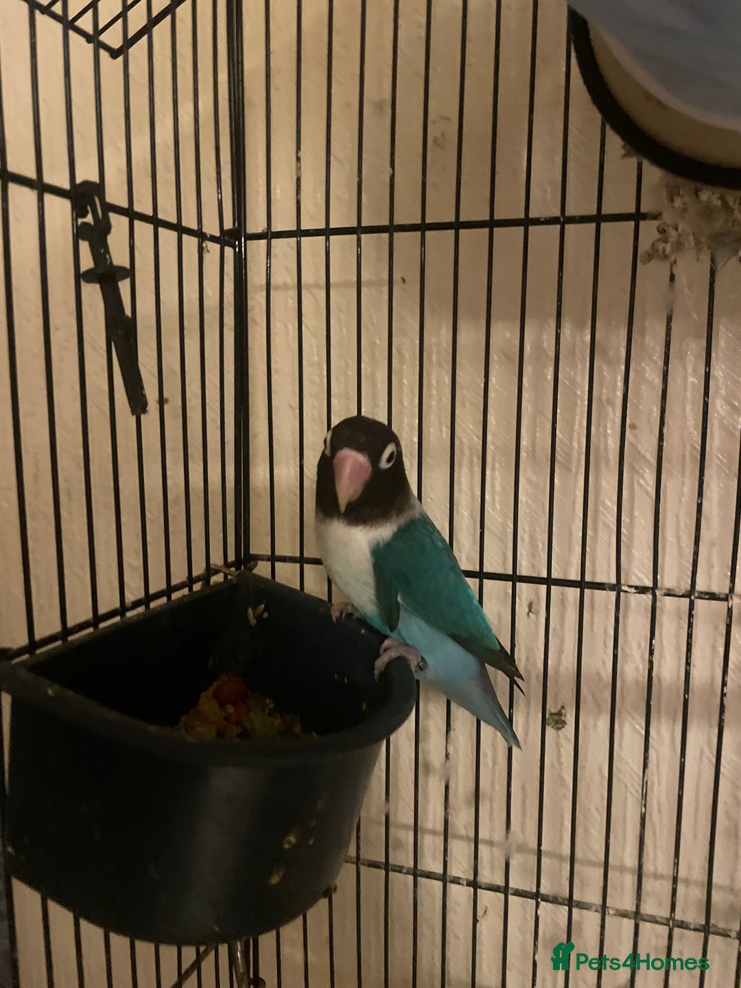 Lovebirds birds for sale: Gorgeous Lover Birds - Advert 3