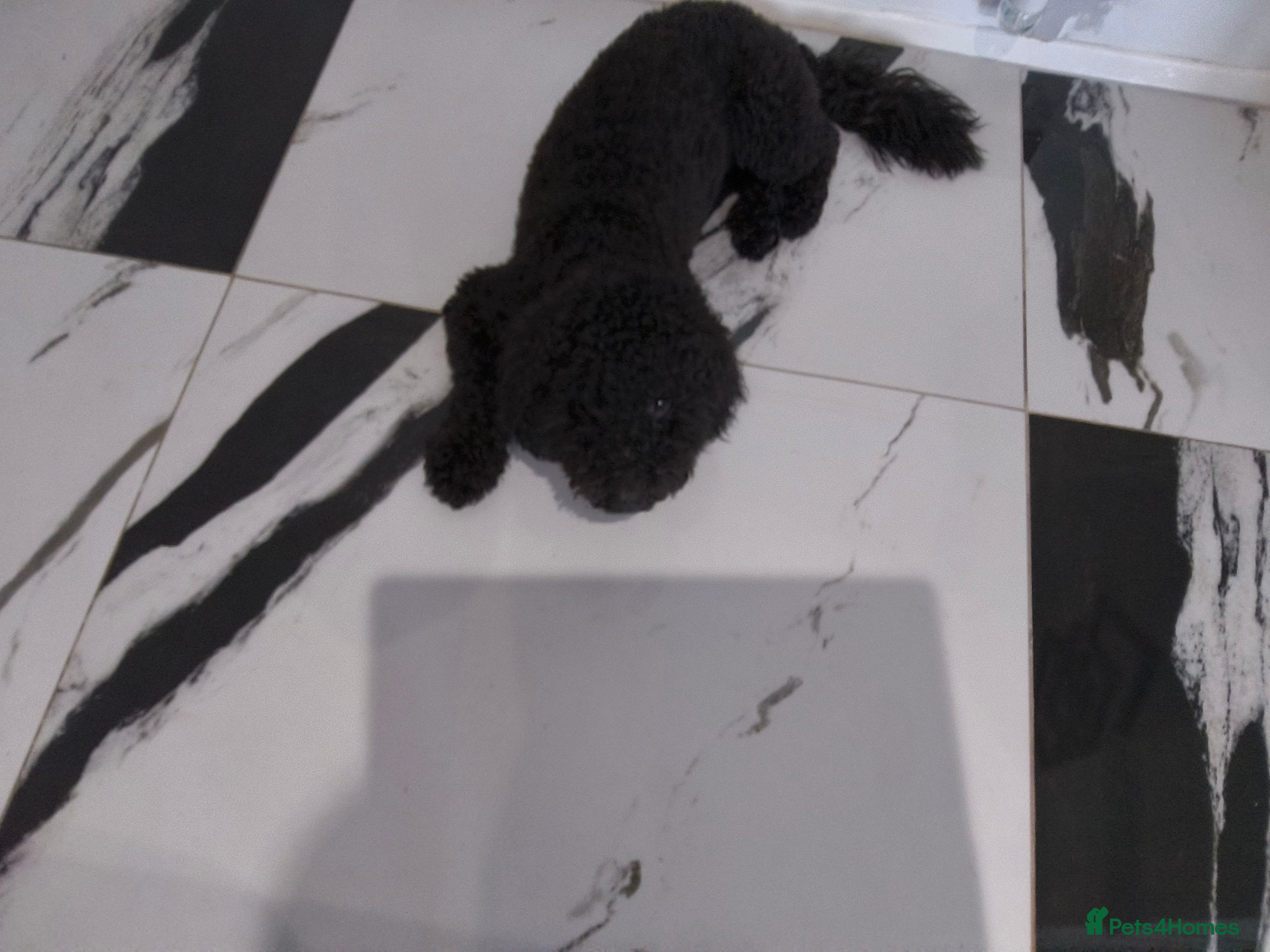 Cockapoo dogs Looking to rehome our Pup 'ROSCOE 9month old male  - Advert 8