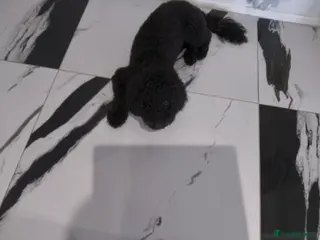 Cockapoo dogs Looking to rehome our Pup 'ROSCOE 9month old male - Advert 2