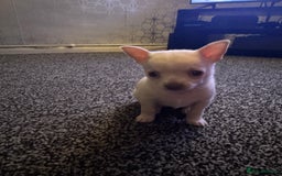 Chihuahua dogs for sale: Beautiful smooth coat chihuahua girl  - Image 8