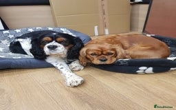 Cavalier King Charles Spaniel dogs for sale: 2 Cavalier king Charles puppies left - Image 37