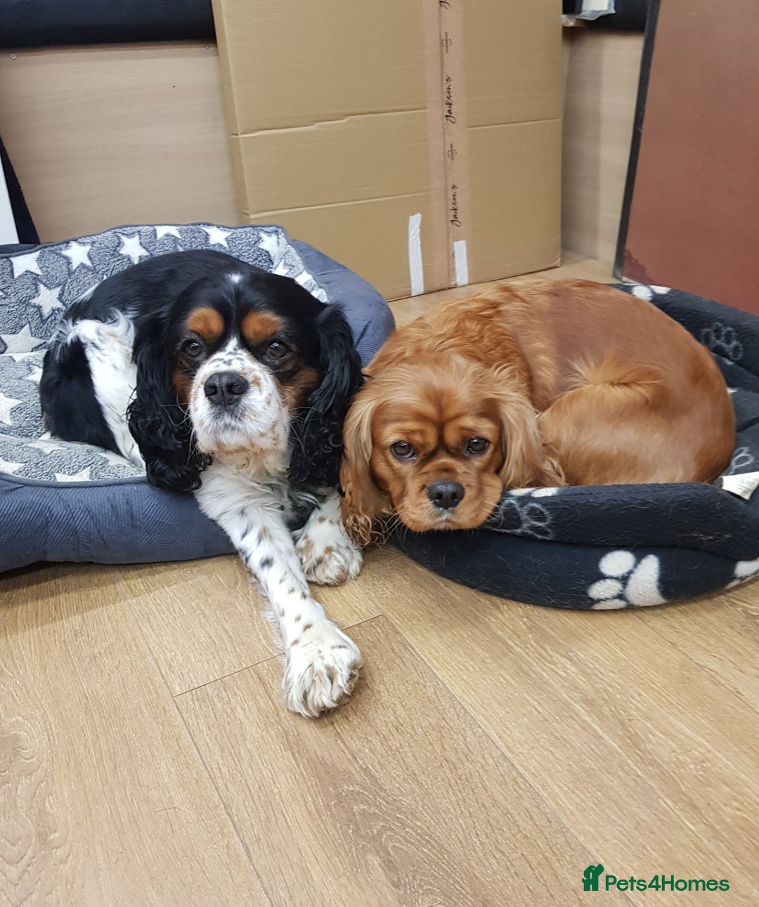 Cavalier King Charles Spaniel dogs for sale: 2 Cavalier king Charles puppies left - Image 37