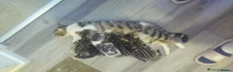 Bengal cats for sale: Full & Half Breed Bengal Kittens  - Advert 29