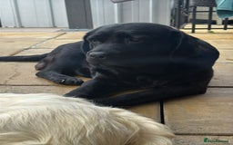 Labrador Retriever dogs for sale: 3 LEFT KC SHOW TYPE LABRADORS - Image 7