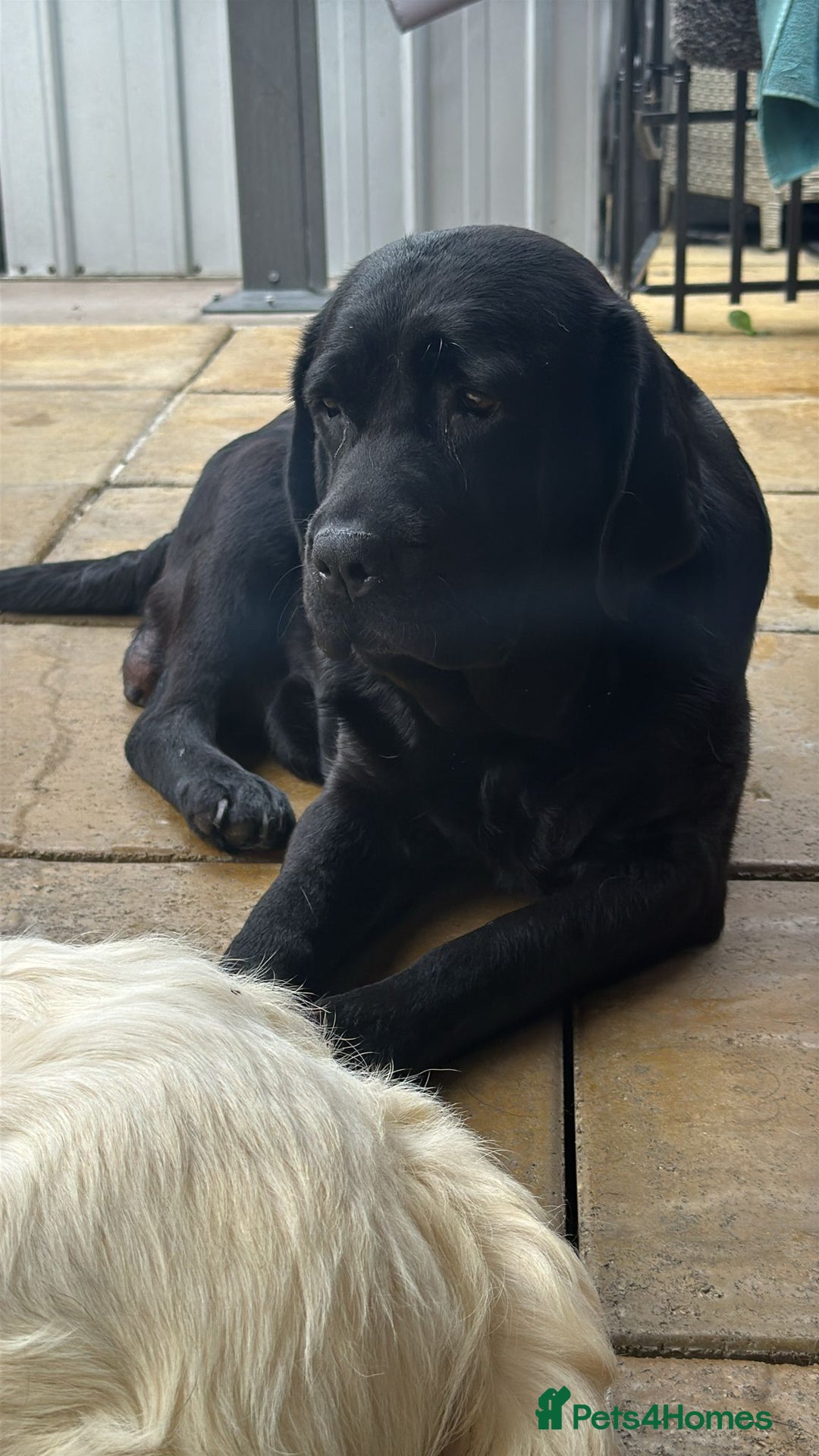 Labrador Retriever dogs for sale: 3 LEFT KC SHOW TYPE LABRADORS - Image 7