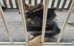 German Shepherd dogs for sale: 2 male german shepherd puppies - Image 7