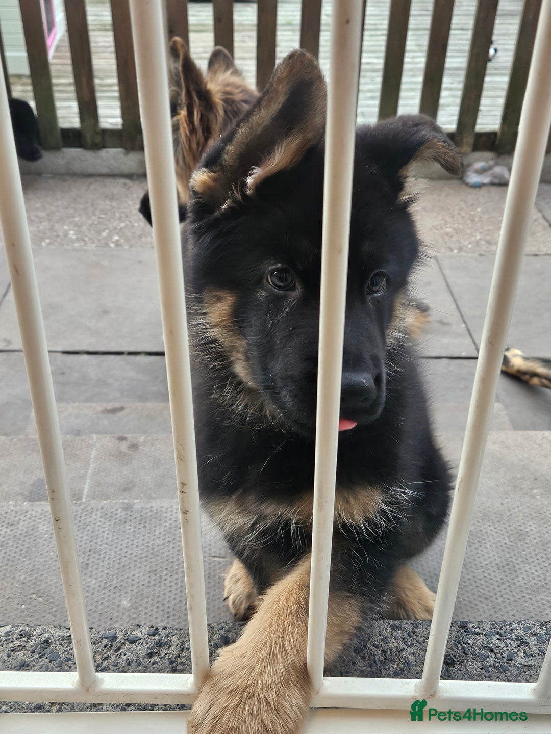 German Shepherd dogs for sale: 2 male german shepherd puppies - Image 7
