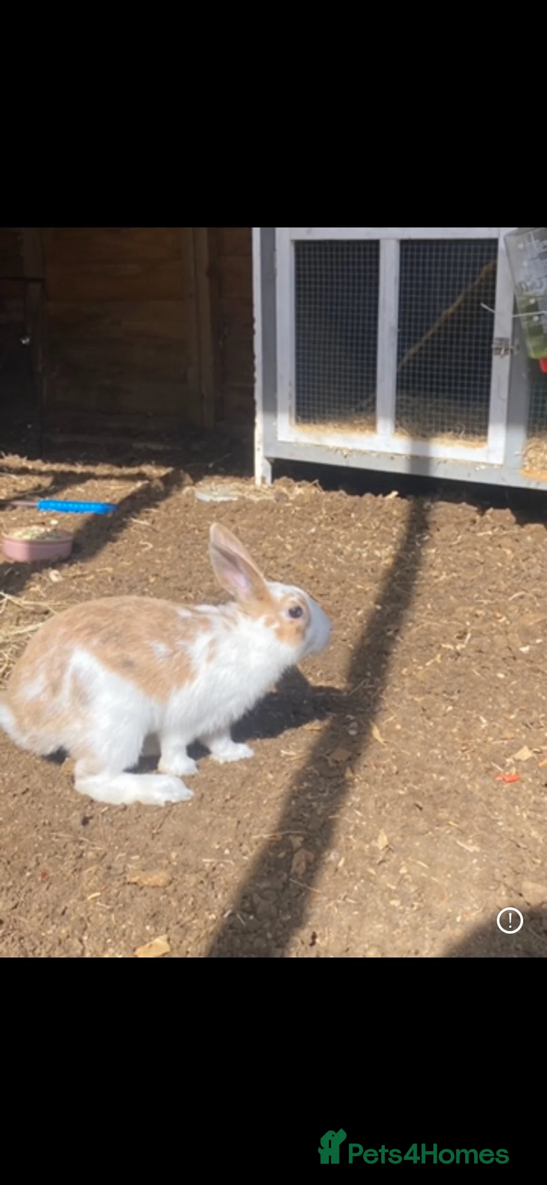Mixed Breed rabbits for sale: 1 girl and 3 boys left  - Advert 5